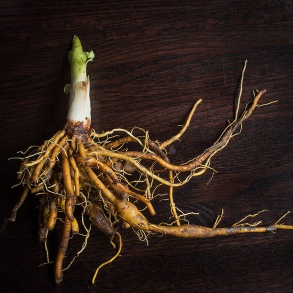 30 Freshly dug when ordered,  Heirloom day lilly plants..30 bulbs. - Picture 7 of 8